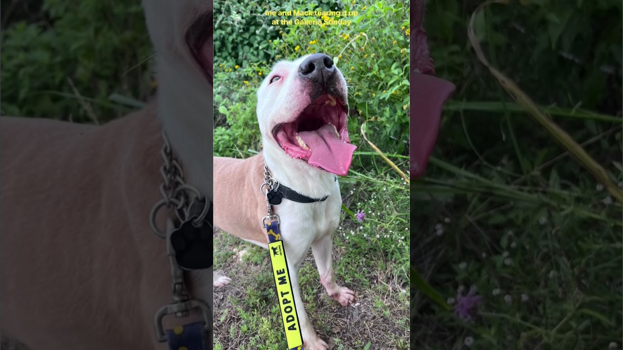 Mack, a ADOPTABLE mixed breed in Austin, TX video 6/6