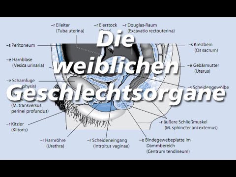 Die weiblichen Geschlechtsorgane -  Anatomische Begriffe