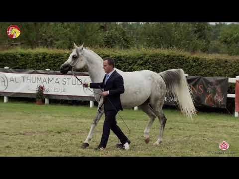 N 78 EMIRZO   2020 ELRAN ARABIAN CUP   Geldings Class 17