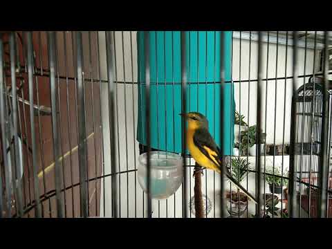 Mantenan Novyj Trend Smotret Onlajn Na Sajte Trendovi Ru