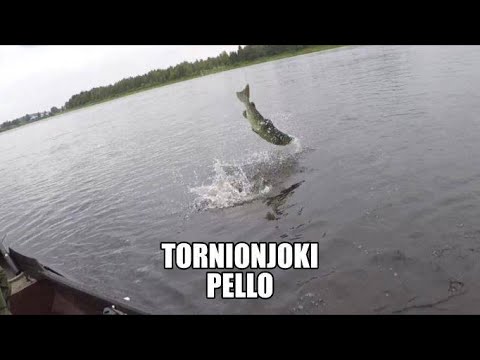 Kalastus. Lohensoutua Tornionjoella. Kaksi laskua, kaksi kalaa.