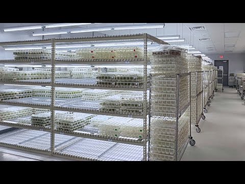 The Laboratory That Creates Your Houseplants