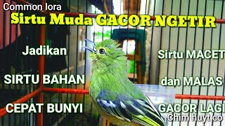 Download lagu Sirtu manapun pasti emosi dan bunyi dengar suara sirtu muda gacor ngetir ini . Common Iora singing mp3
