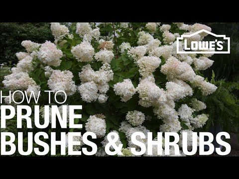 How to Prune, Trim & Shape Your Bushes & Shrubs