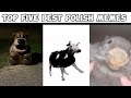 Top 5 Best Polish Memes