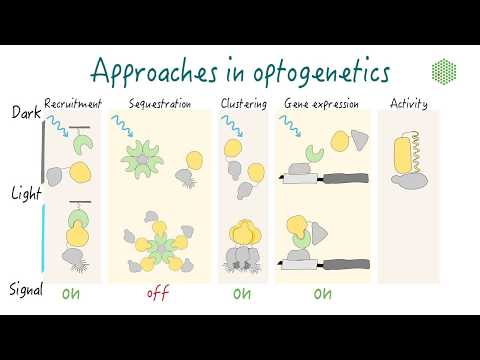 Optogenetics: Principles and approaches