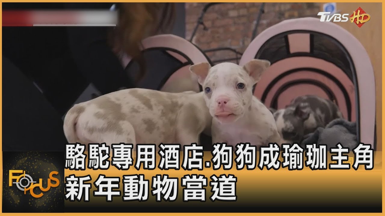 駱駝專用酒店.狗狗成瑜珈主角 新年動物當道