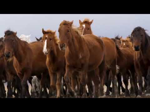 A Herd Of Horses Galloping Beautifully