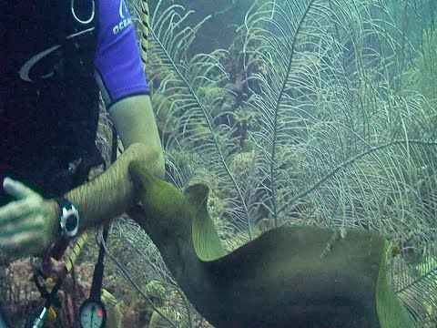 Moray Eel Attacks Diver..A terrifying moment in an otherwise peaceful recreational activity.