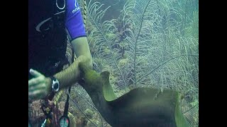 Moray Eel Attacks Diver..A terrifying moment in an otherwise peaceful recreational activity.