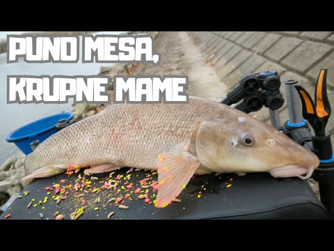 Zimski Ribolov Mrene ( feeder pecanje mrene i plotice zimi na Dunavu )