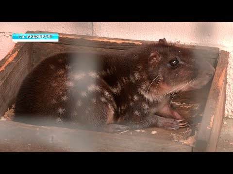 Октябрьский зоопарк пополнился новыми животными видео