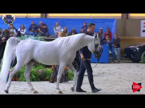 N.108 WORTEX KALLISTE - European Championship 2019 - 4-6 Years Old Stallions (Class 13)
