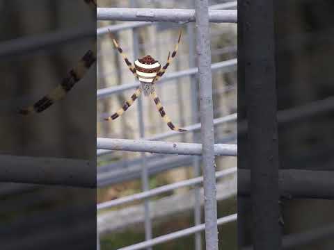 GAGAMBA ANG LAKI #shorts #kuriskurisvlog