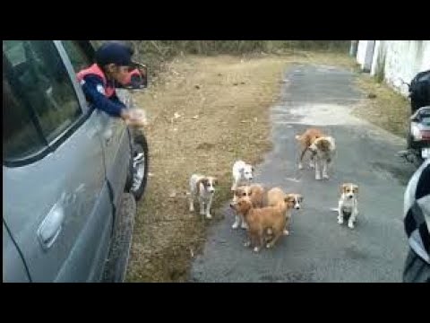 Gunwant Singh plays with puppies #shortvideo #shorts #short