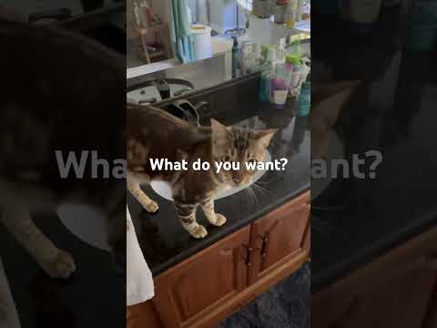 Riven asking for a drink from the faucet.