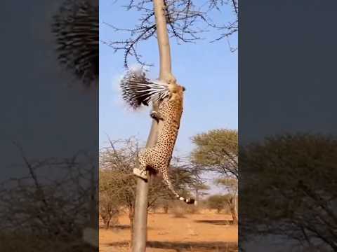 tentou atacar o porco espinho e olha só o que aconteceu