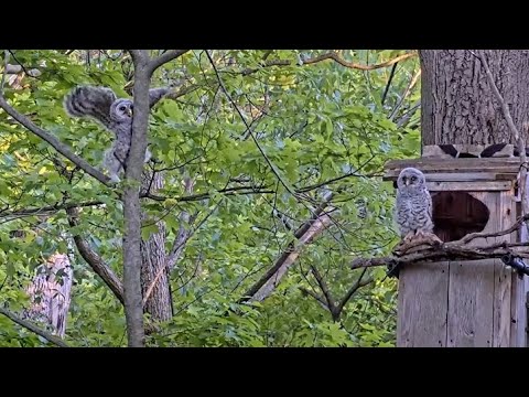Owlets Branch! Watch Moss & Maple Leave The Barred Owl Nest Box On Mother's Day – May 11, 2025