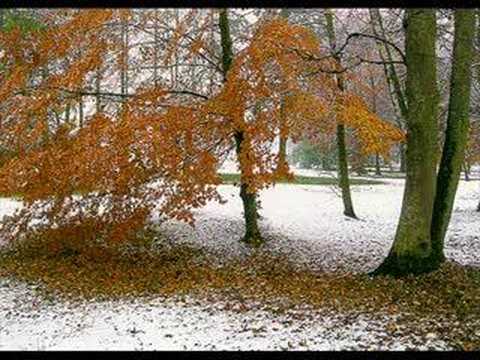 Autumn Acoustic - Burning Tree Project
