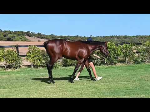 Lot 350 - Maschino x Burning Magic Colt