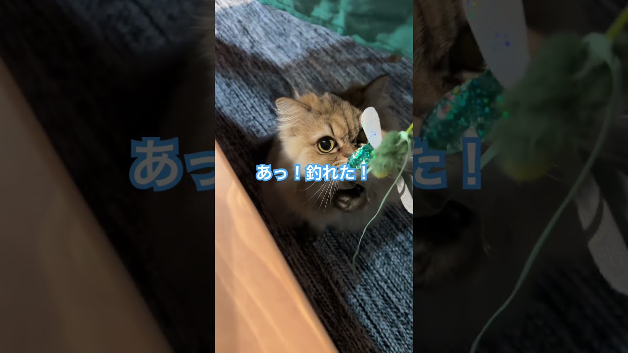 猫が釣れた #shorts #ねこ #cat #子ネコ