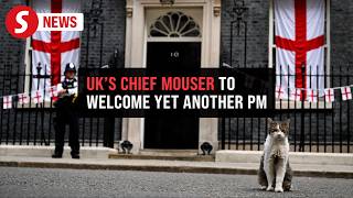 Download lagu Larry the cat awaits his seventh UK PM at Downing Street mp3