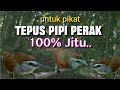 Suara Pikat Tepus Pipi Perak Paling Jitu