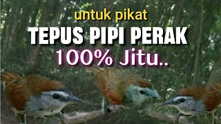 Download lagu Suara Pikat Tepus Pipi Perak Paling Jitu mp3