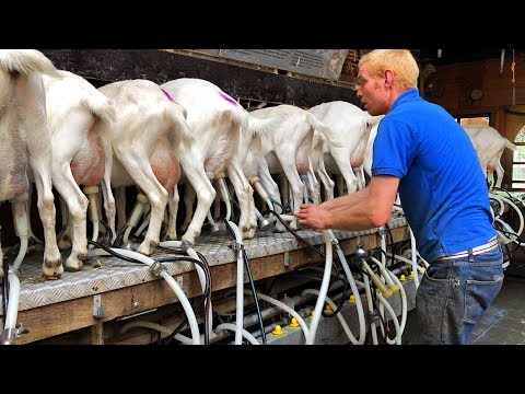 Milking Goats - Goat Farm in Holland