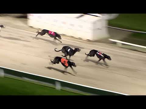 ECC TIMBER PUPPY DERBY - ROUND 2 HEAT 1 - T5 INNOCENT TIMES