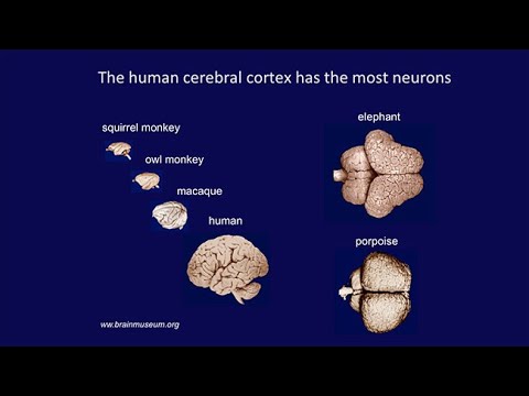 CARTA: Livesey-Primaten-Gehirnentwicklung; Huttner-Neocortex-Expansion; Kriegstein-Gehirn-Expansion