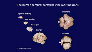 CARTA: Livesey-Primate Brain Development; Huttner-Neocortex Expansion; Kriegstein-Brain Expansion