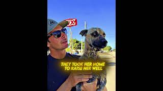 Kind People Save Homeless Dog😭