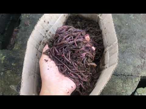 Diet of Worms: Harvesting African Night Crawlers (ANCs)