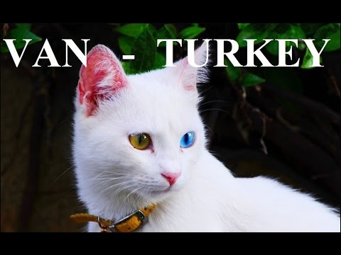 Turkey-Van cat (odd-eyed Van cat) Part 32