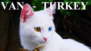 preview picture of video 'Part 4  Van Kedisi (odd-eyed Van cat)'