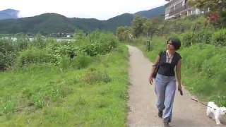 Lake Saiko, Kawaguchi-ko inAug14