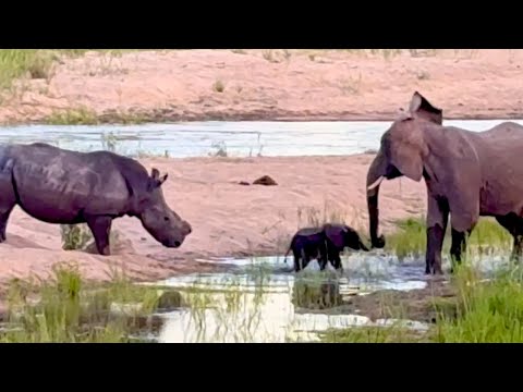 Rhino Gets Too Close — Elephant Mum Instantly Defends Her Calf