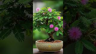 Download lagu Bonsai putri malu cantik #short #shortvideo #putrimalu mp3 Download lagu Bonsai putri malu cantik #short #shortvideo #putrimalu mp3