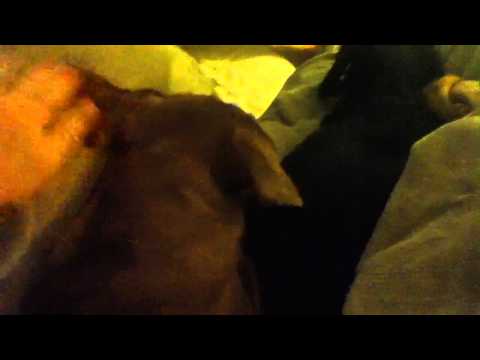 I love dogs more than people