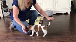 Jack Russell puppy training 9 weeks