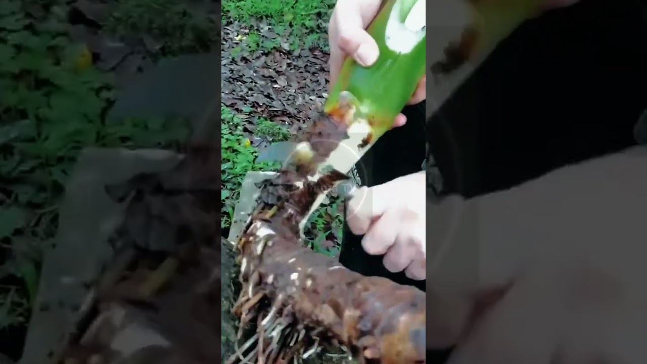 포켓 나이프로 토란 뿌리 손질하기