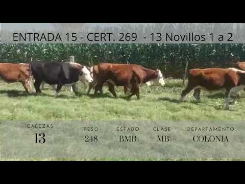 Lote 13 Novillos 1 a 2 años 10 HE,  2 HExAA,  2 HExNO 248kg -  en RUTA 2 KM 160 (COLONIA)