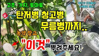 고추 탄저병 청고병 무름병까지 농약말고 이것 뿌려주면 폭풍성장 다수확합니다  #고추농사