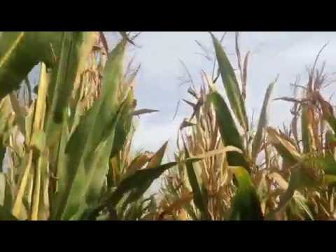 Claudio Orsi - CHICCO DI NASO - Aletti Editore