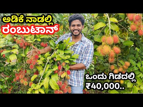 ಅಡಿಕೆ ಕೃಷಿ ಜೊತೆ ಉತ್ತಮ ಉಪಬೆಳೆ - ರಂಬೂಟಾನ್. ಕೃಷಿ ಸುಲಭ. ಉತ್ತಮ ಮಾರುಕಟ್ಟೆ ಇದೆ.