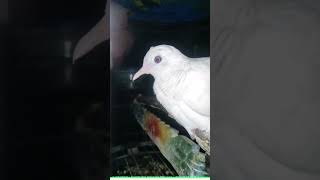 Download lagu perkutut putih albino #albino #perkutut  #birds mp3