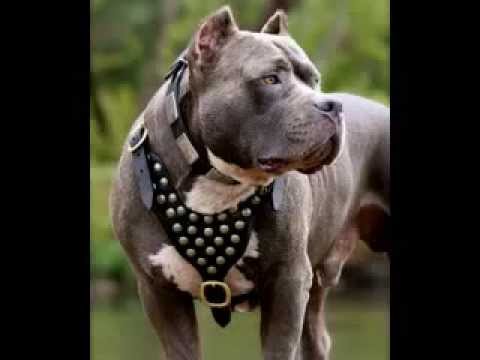 Pit Bull dog picture gallery Video