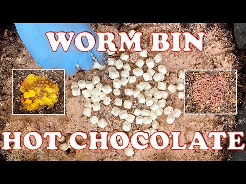 Worm Bin Experiment: Marshmallows & Hot Chocolate!! + Worm Time Lapse | Vermicompost Worm Farm