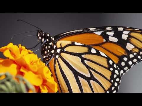 Opwekking 763 Ik heb U nodig 1B